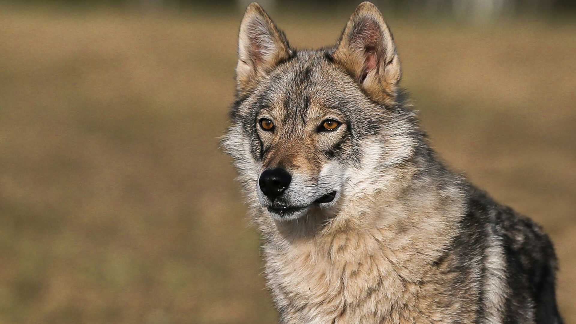 картинки про волк собака