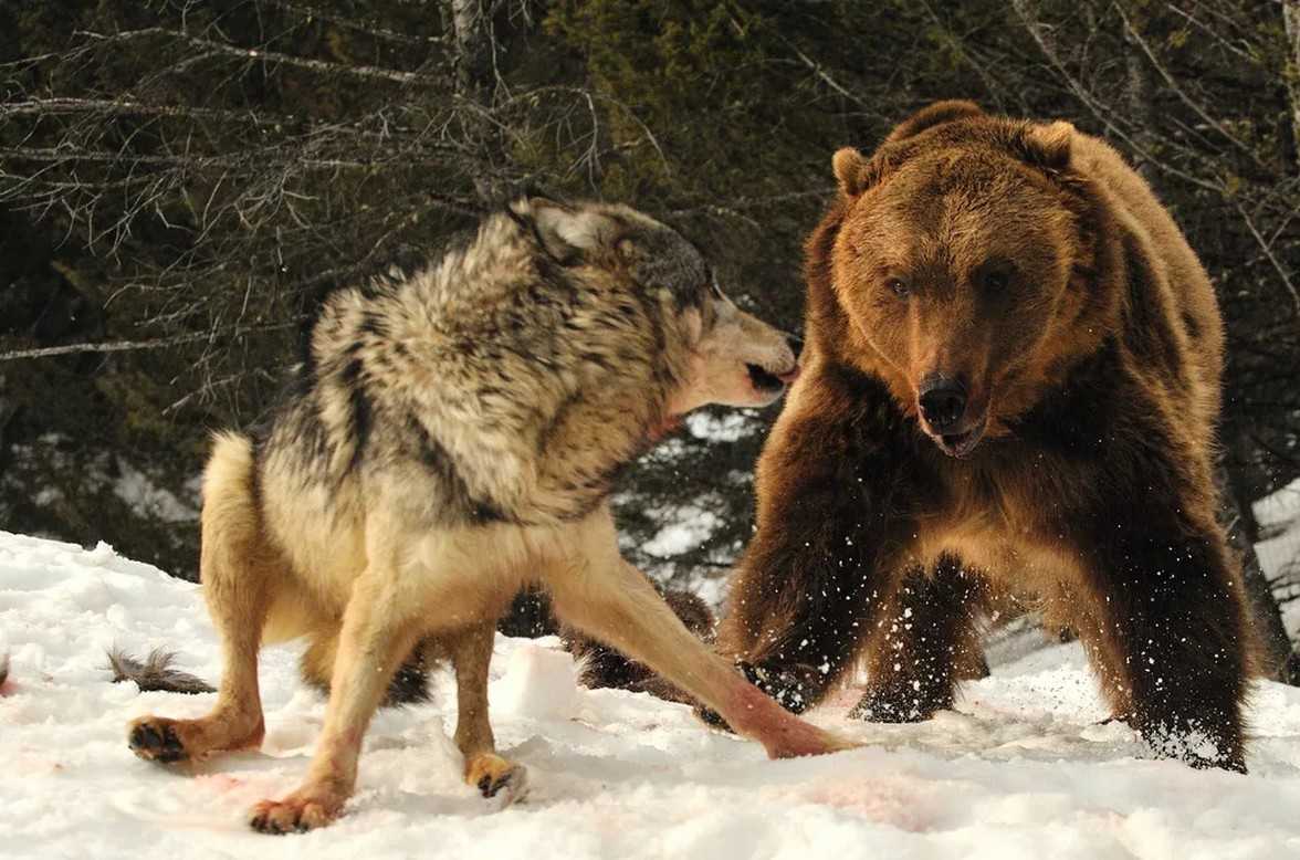 Bear threesome semen