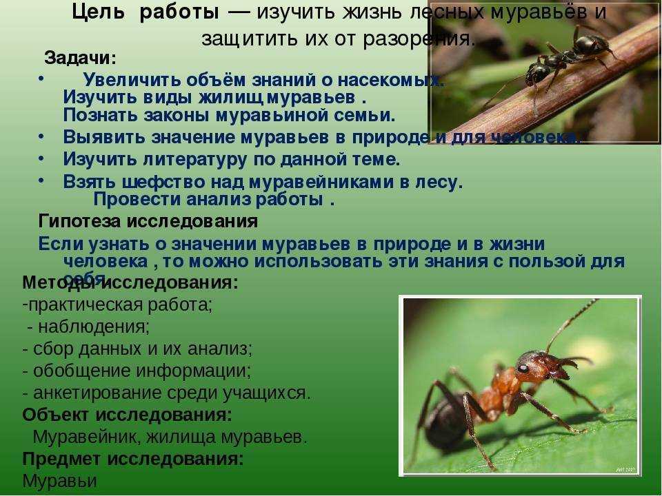 Доклад-сообщение про муравьев 1, 2, 3, 7 класс, кратко окружающий мир