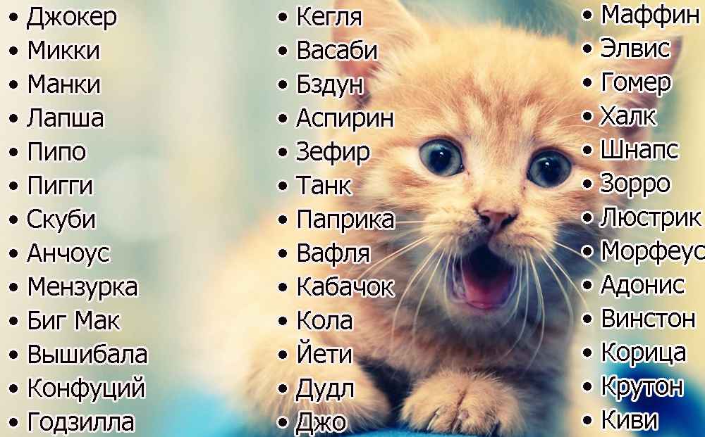 Как назвать котёнка - имена и клички для кошек