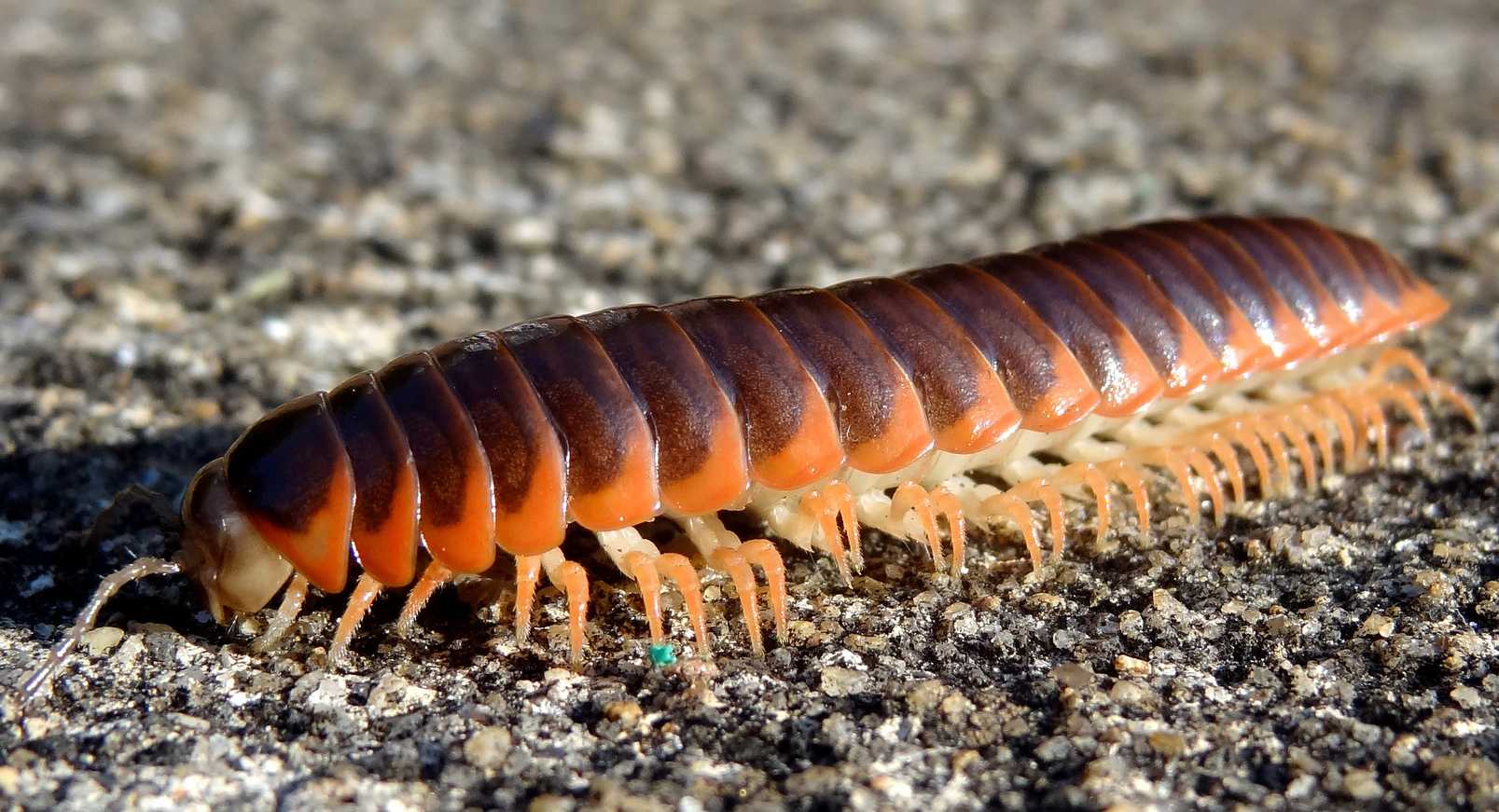 6 загадок необычного животного или насекомого – скорпион