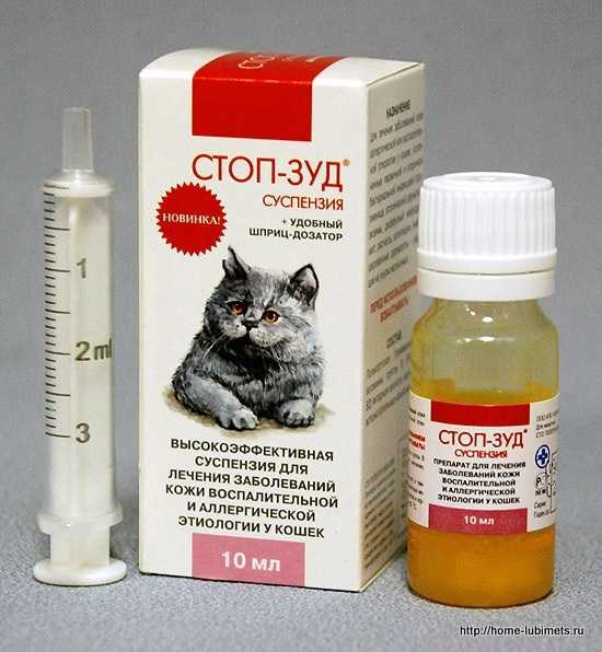 Дерматит у кошек: симптомы и лечение, фото