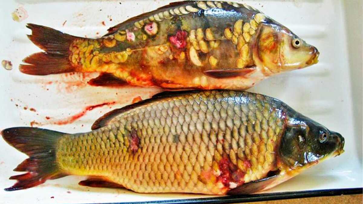 Болезни пресноводных рыб с фото и названиями
