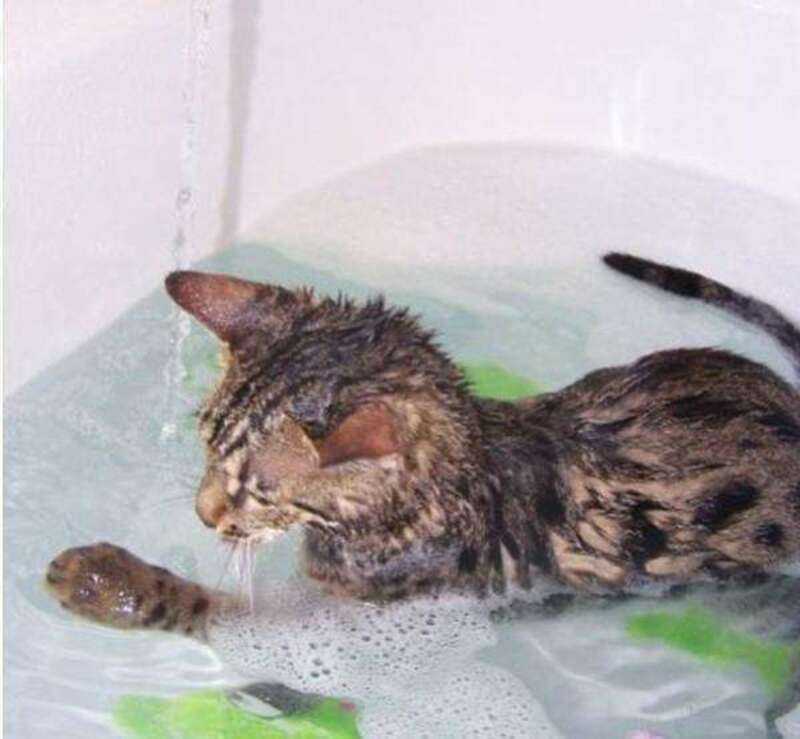 Котятам месяц можно купать. Кот в ванне. Кошки которые любят воду. Кошка купается в ванной. Коты которые любят купаться.