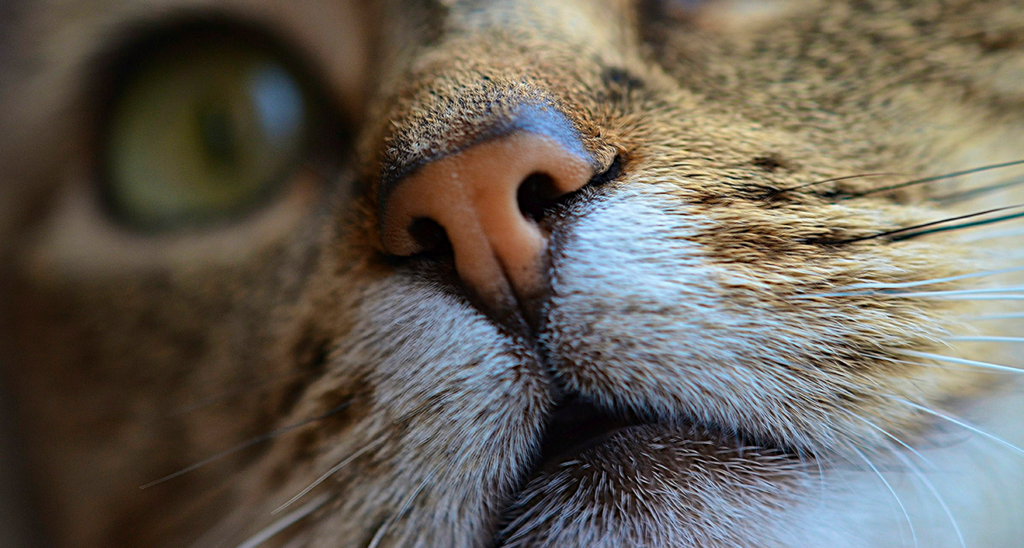 Почему сухой нос у кошки, котенка: причины, что делать