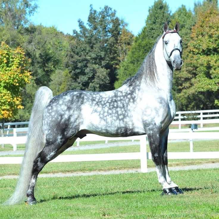 Ганноверская лошадь: описание, содержание, фото