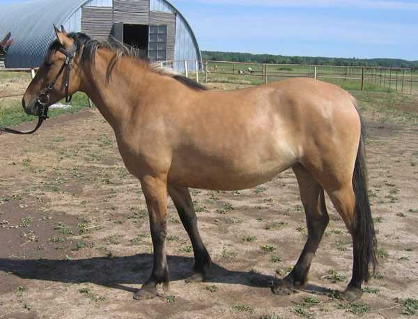 Карачаевская лошадь: описание, особенности, фото