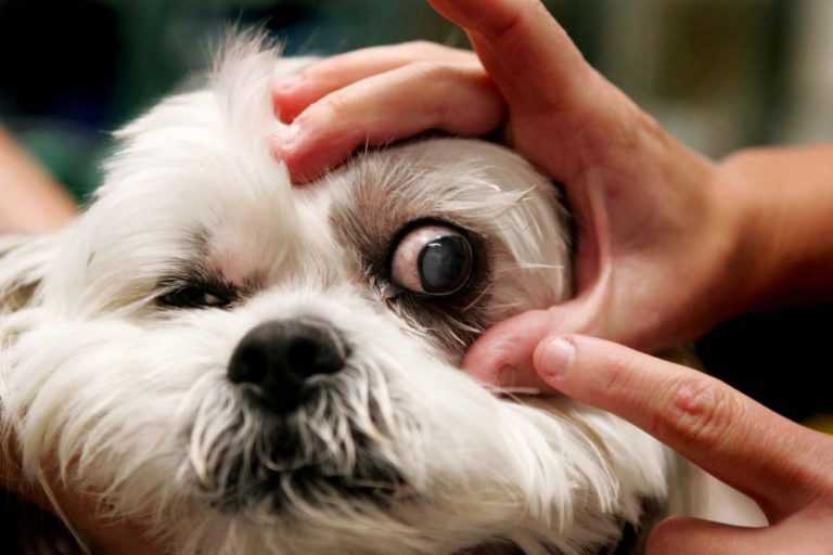 Выпадение глаз у собак: прогноз и лечение, у каких пород вываливаются глазные яблока, причины, реабилитация, фото
