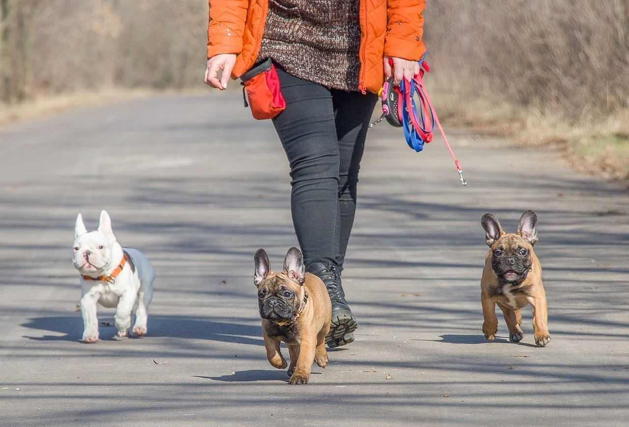 Учимся гулять с собакой правильно: законы и нормы этикета