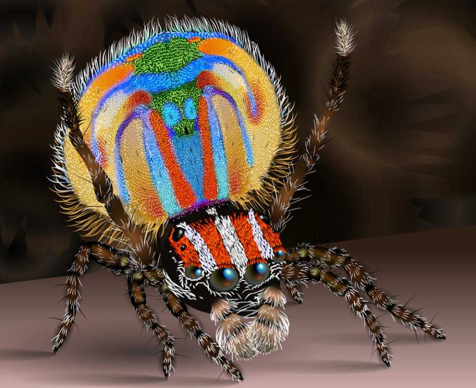 Самые красивые пауки в мире: фото, описание