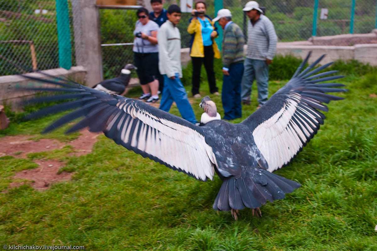 Какая самая большая птица в мире фото
