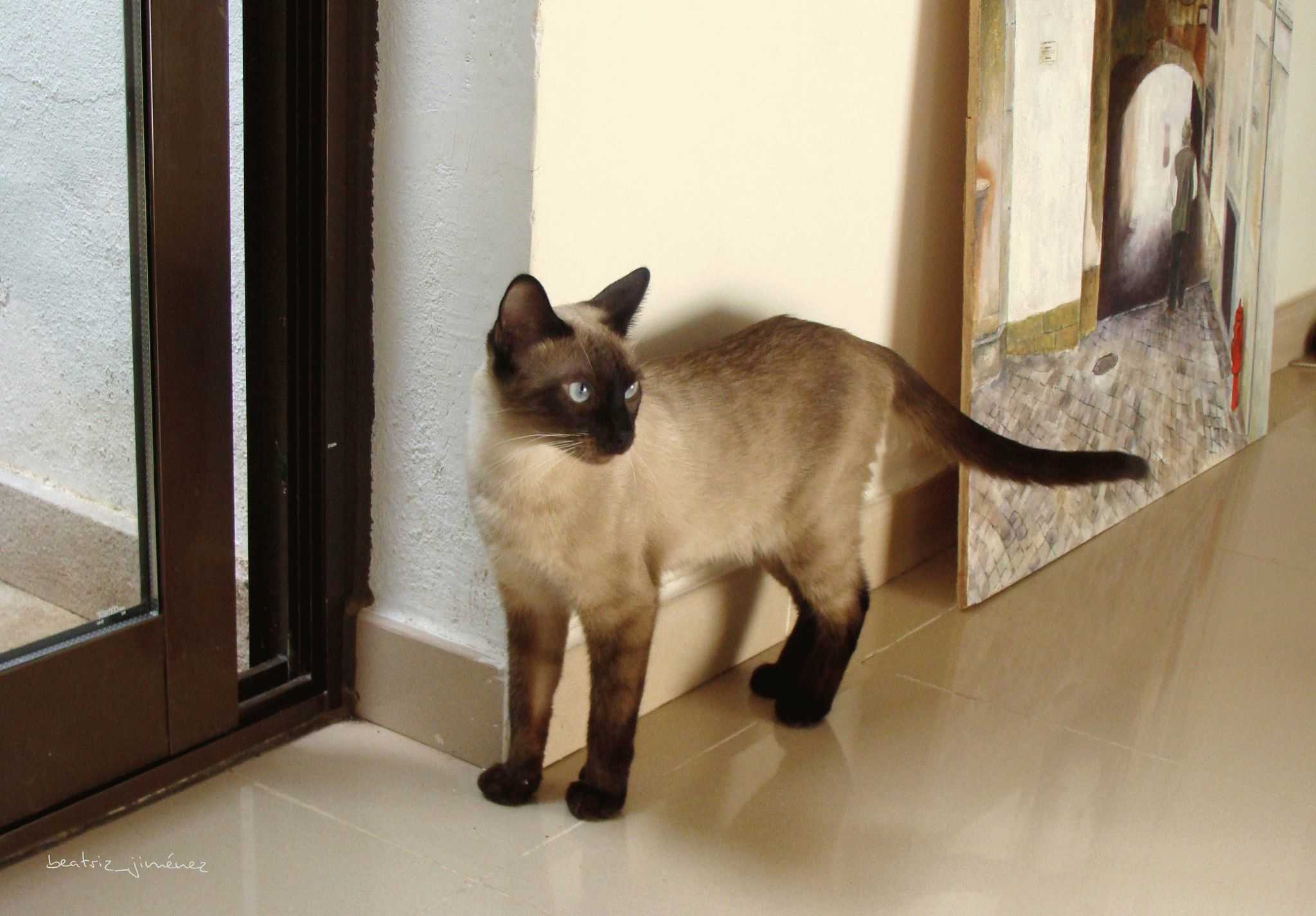 Домашняя сиамская кошка. Сиамский кот. Сиамская и тайская кошка. Ориентальная короткошерстная кошка. Родина сиамских кошек.