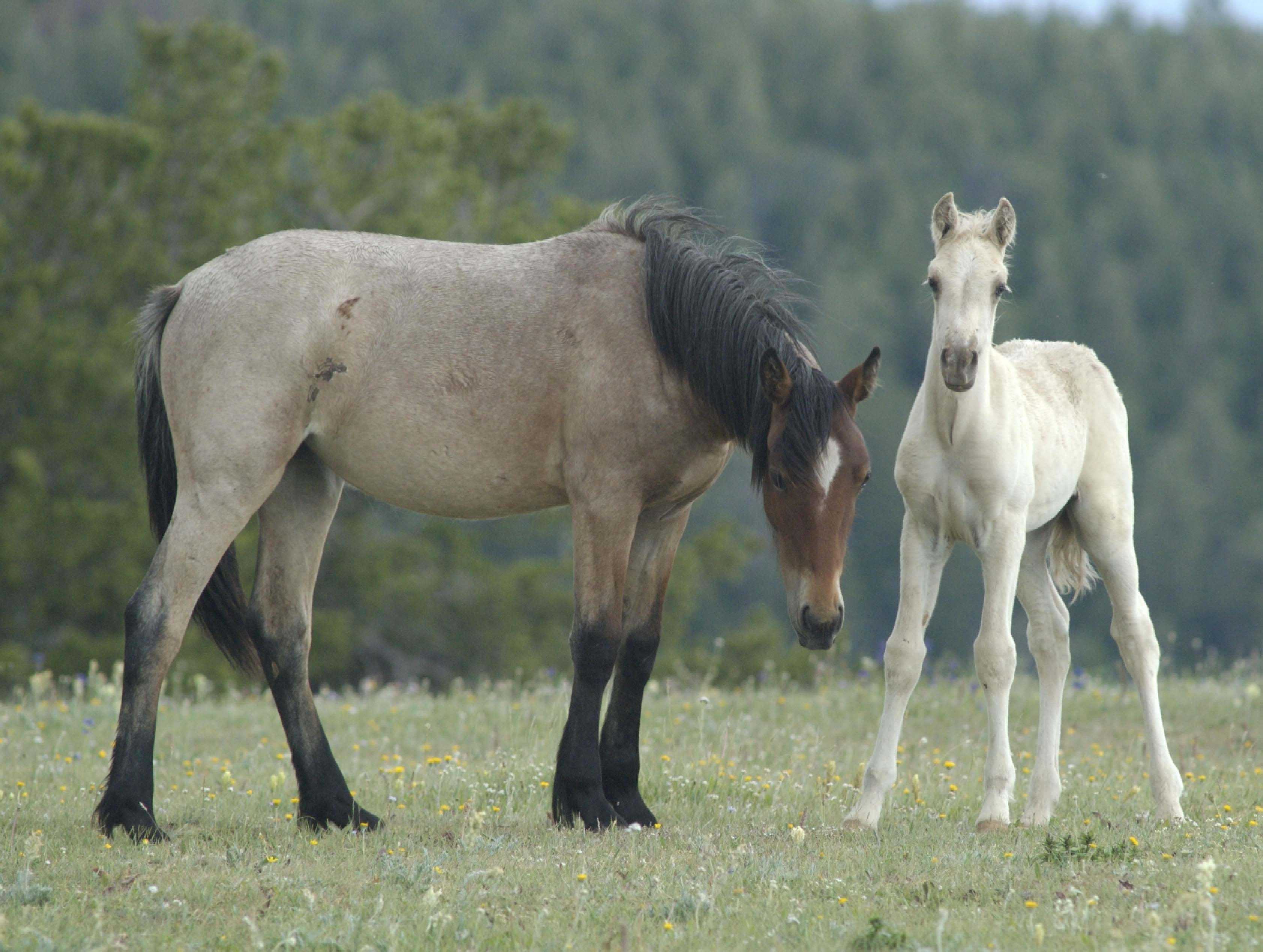 Лошади мустанги — дикие и свободные: история, фото, факты