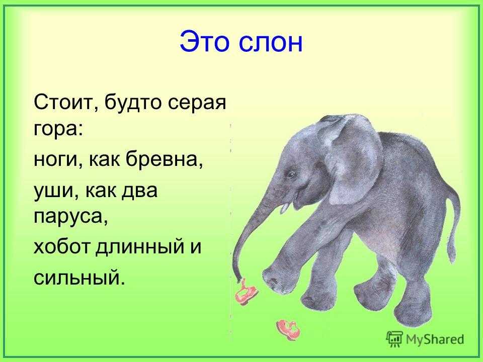 Какой был слон в рассказе слон