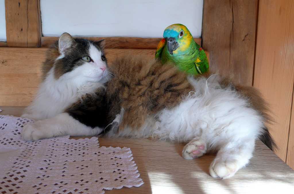 Видео для кошек на мониторе: рыбки, птички, кошки, игры