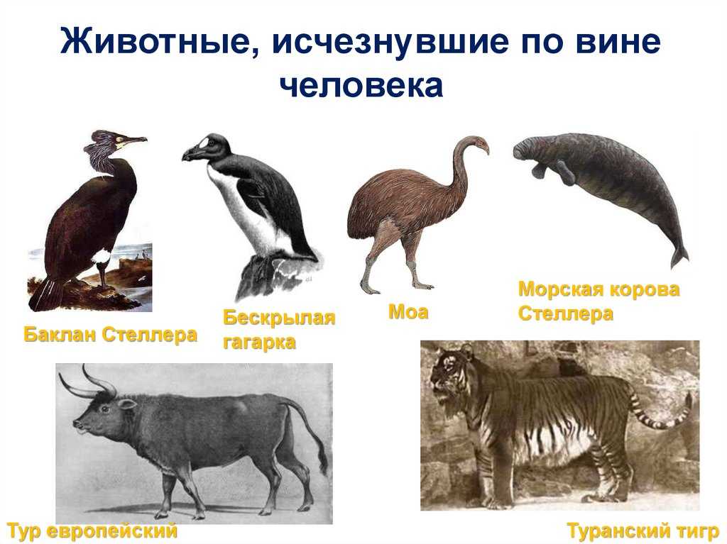 Животные вымершие за последние 100 лет. 15 животных вымерших совсем недавно