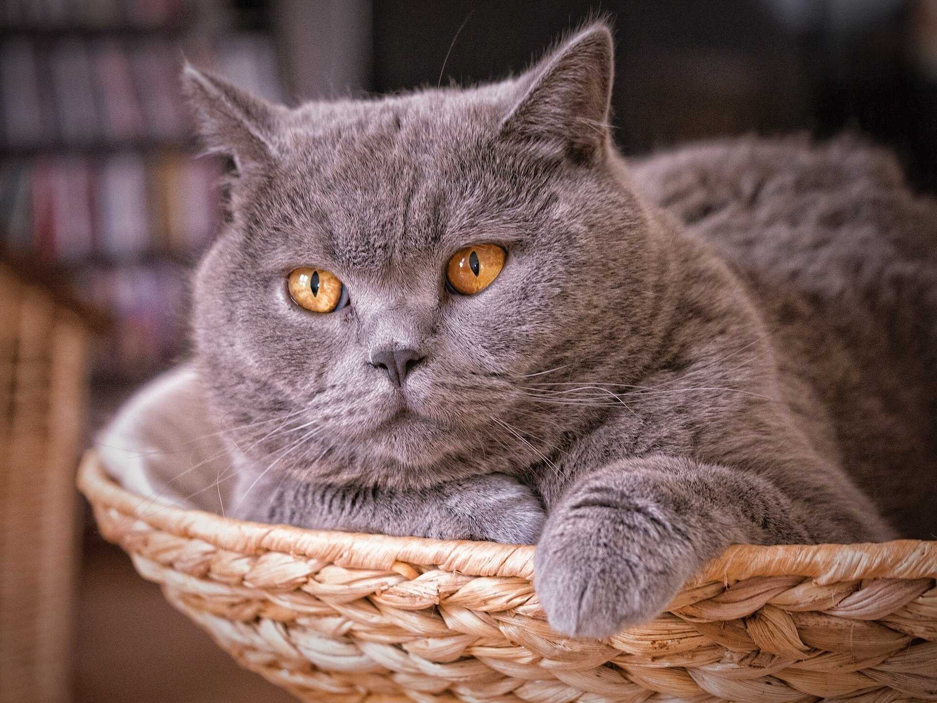 Британская кошка: описание и характер породы, кормление