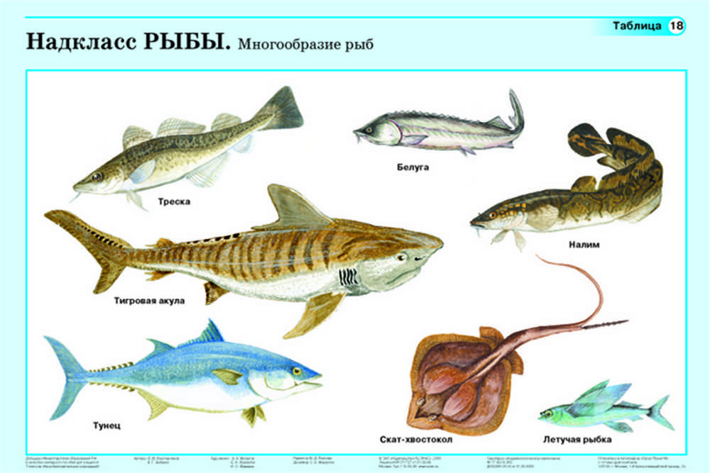 Разнообразие рыб. Класс рыбы представители. Надкласс рыбы. Класс рыбы многообразие. Урок классы рыб 7 класс