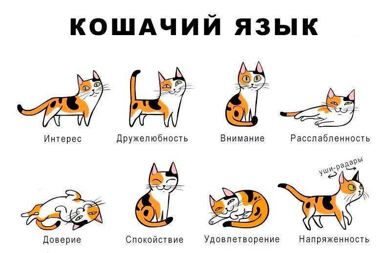 Как относятся к кошкам в странах мира