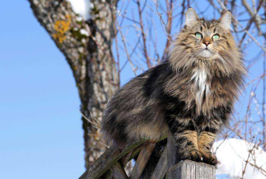 Норвежская лесная кошка – национальная кошка норвегии