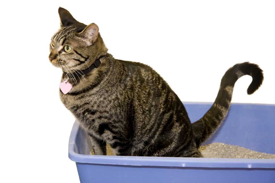 Почему кот не может пописать: как помочь питомцу, профилактика рецидивов