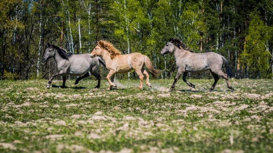 Лошадь тарпан — предок современной лошади. описание, виды, среда обитания и причины вымирания популяции