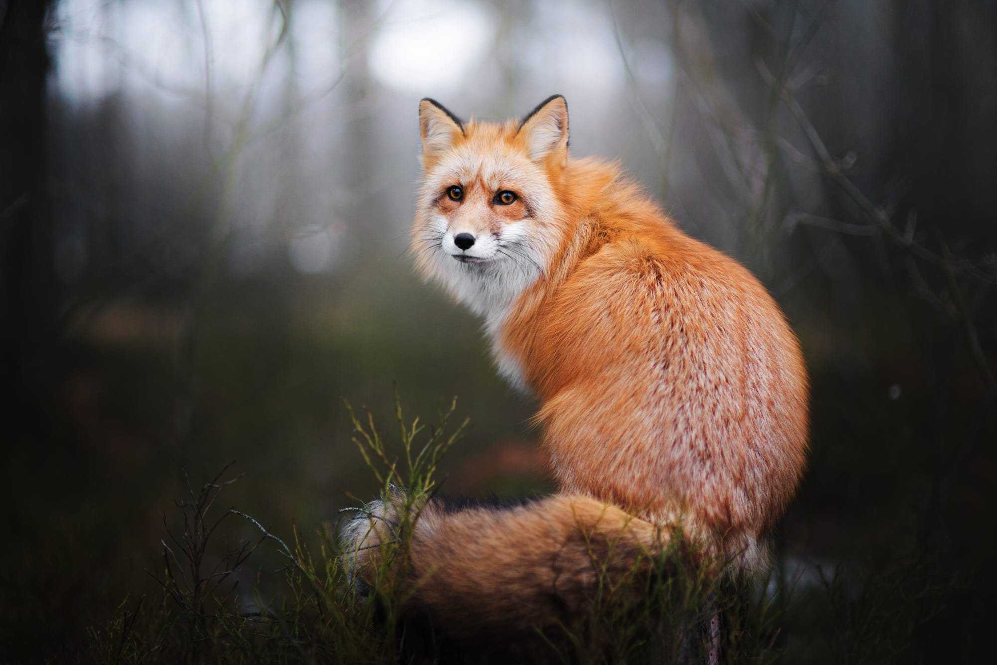 Рыжая fox. Лиса. Рыжая лиса. Красная лиса. Обыкновенная лисица.