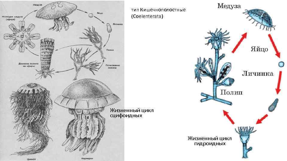 Стадия жизненного цикла медузы. Цикл развития гидроидной медузы. Жизненный цикл медузы 7 класс. Цикл развития сцифоидной медузы. Жизненный цикл сцифоидных медуз схема.