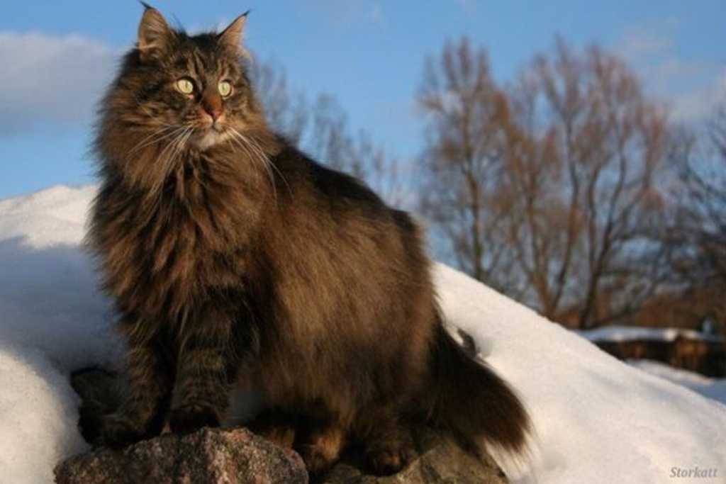 Норвежская лесная кошка: описание, характер, уход и советы по покупке котенка (125 фото + видео)
