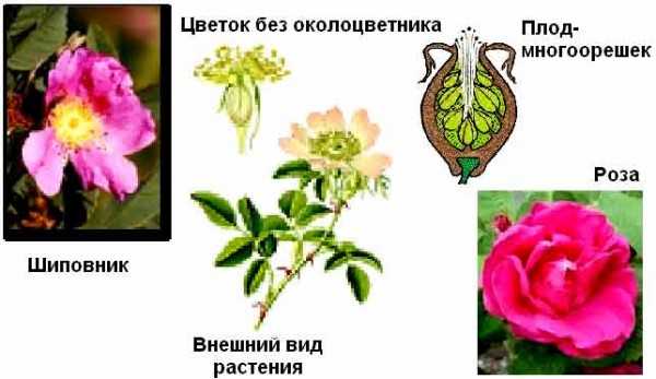 Шиповник - описание, полезные свойства и противопоказания, фото, состав, калорийность