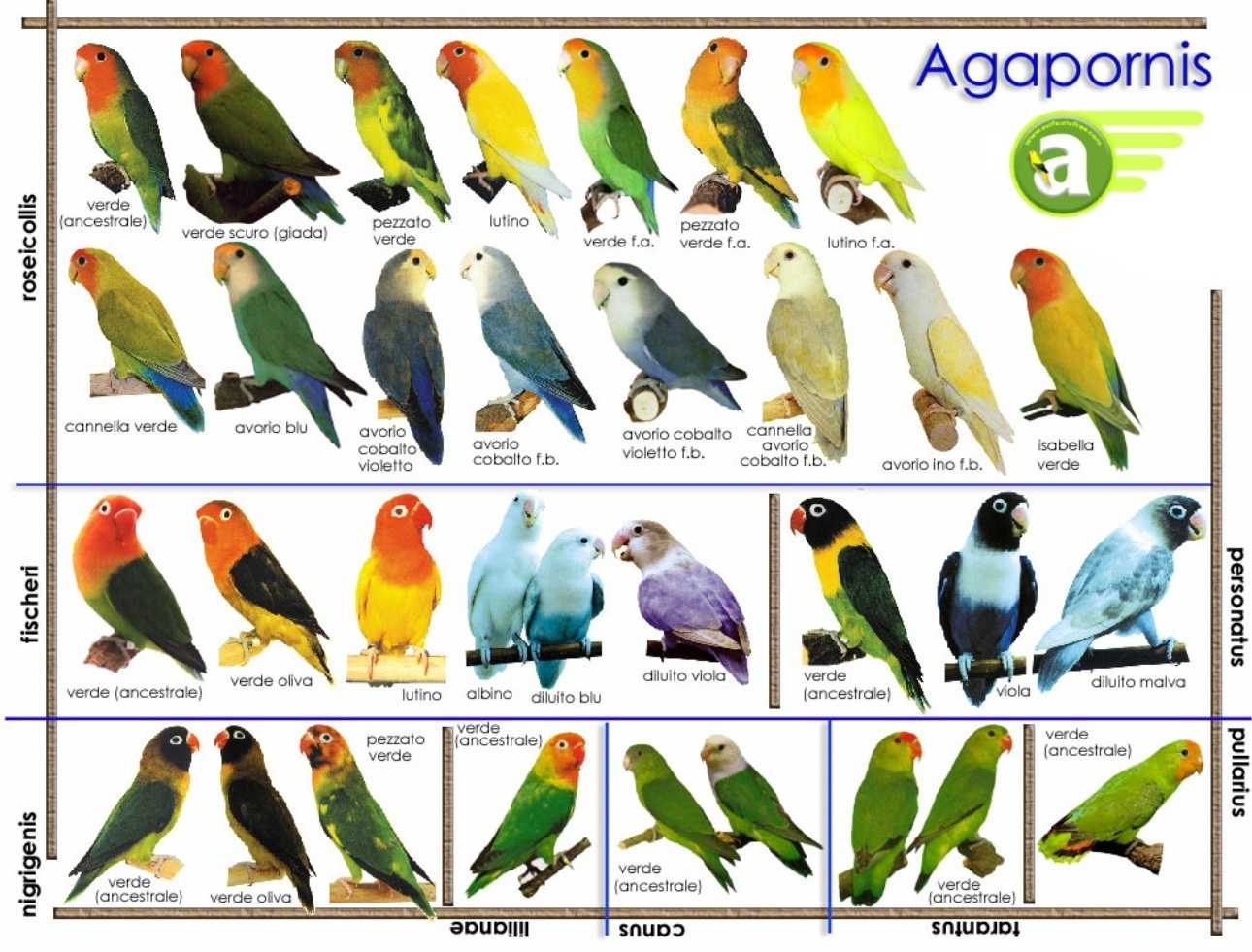 Самые большие попугаи: рейтинг, фото и описание