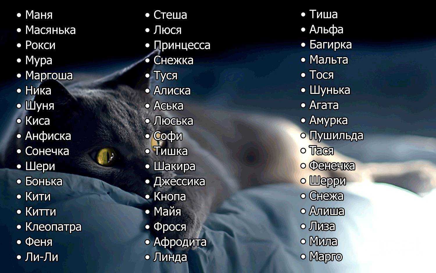 Список имен кошек на букву О с расшифровкой значений имен и страны происхождения