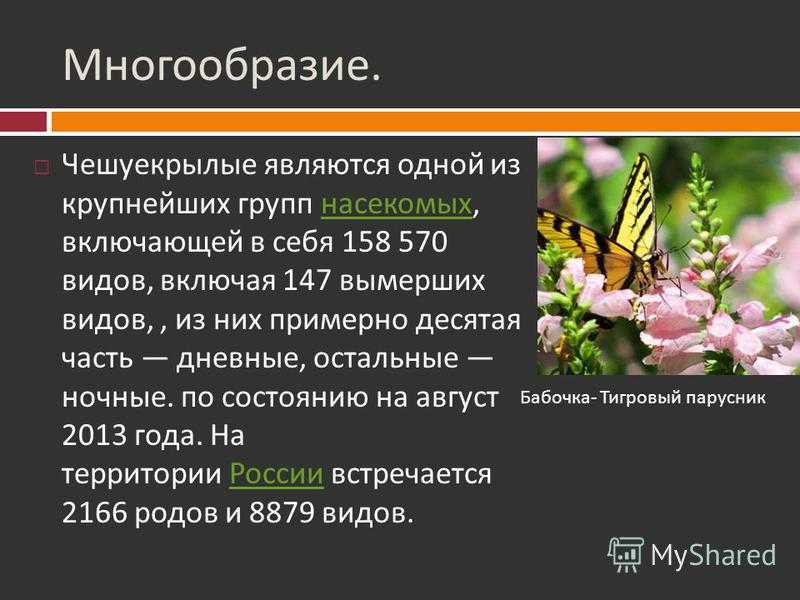 Чешуекрылые значение