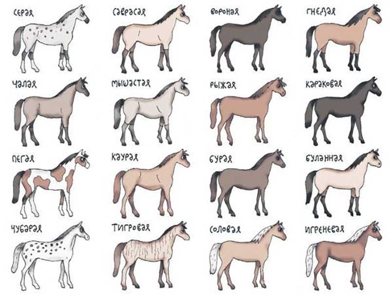 Какие названия у лошадей. Лошади масти и породы. Породная масть лошадей. Масти и окрасы лошадей. Масти лошадей с фотографиями и названиями.