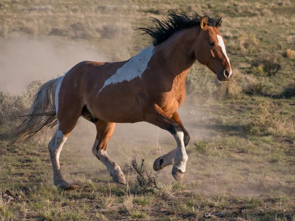 Дикая порода лошадей мустанг доннер; питание кигера, размножение и явные враги
