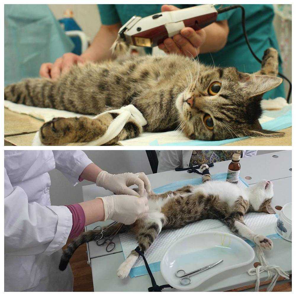 Как подготовить кошку к стерилизации | что взять с собой, что надо знать