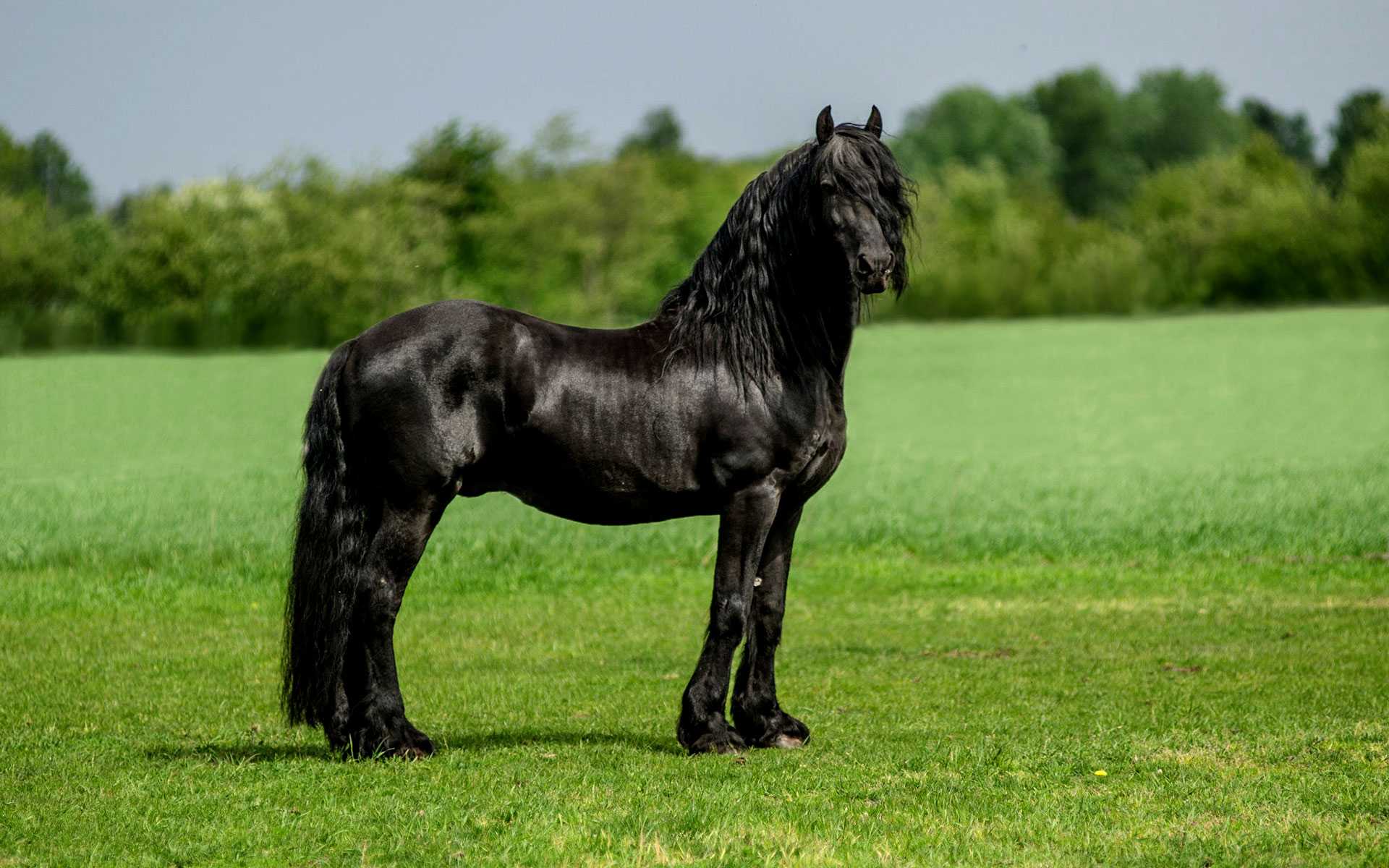 Ахалтекинская лошадь: характеристика породы, стоимость, фото