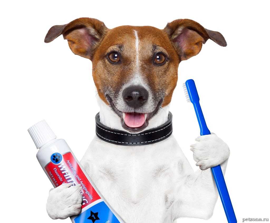 Ветклиники чистка зубов. Зубная щётка для собак. Собачка с зубной щёткой.