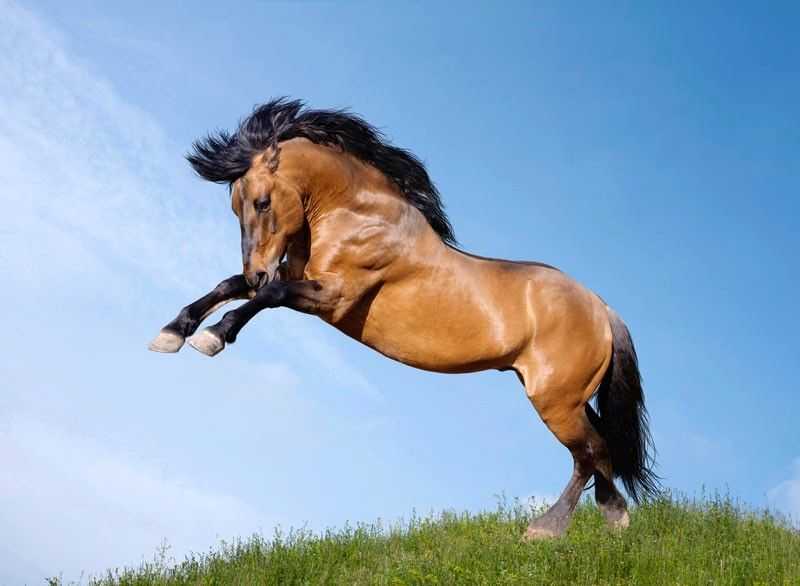 Мустанги: свободные лошади диких прерий