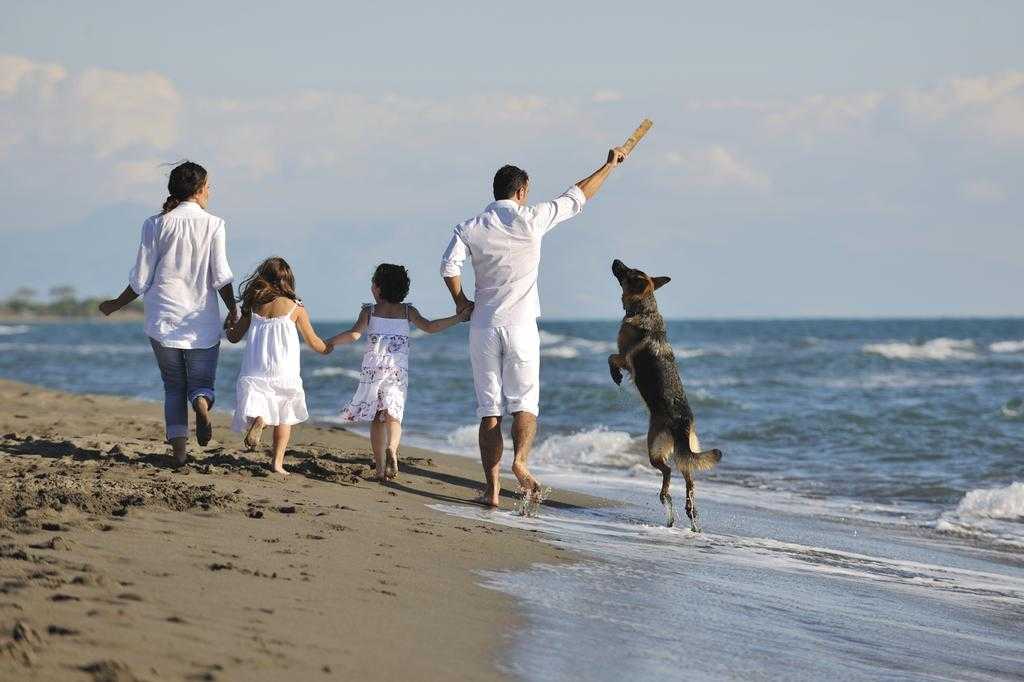 С собакой на пляж: правила и рекомендации | блог ветклиники "беланта"