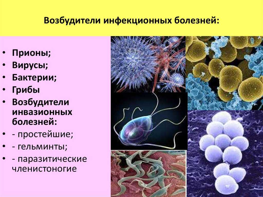 Вирус ковид группа патогенности