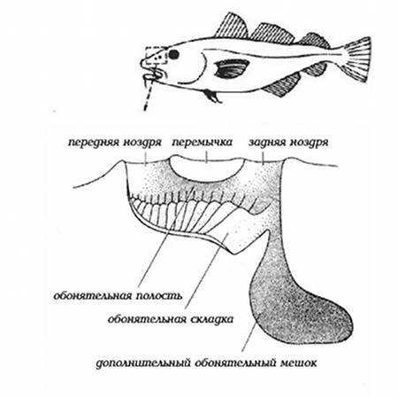 Анисимова и.м., лавровский в.в. ихтиология. строение и некоторые физиологические особенности рыб. форма тела. способы движения - электронная биологическая библиотека