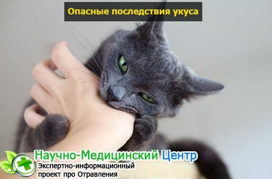 ᐉ укусила кошка, что делать? - ➡ motildazoo.ru