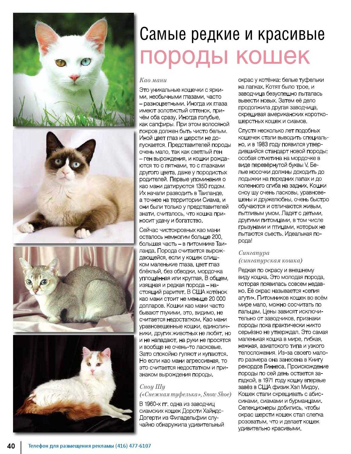 Порода кошек као-мани: фото с описанием - kotospravka