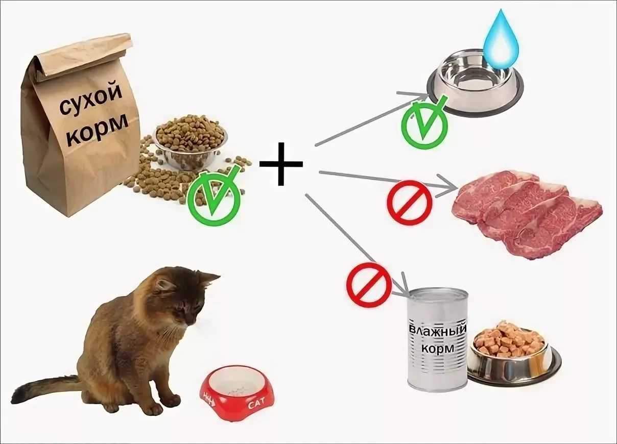 🤔сколько пакетиков корма давать кошке в день: нормы