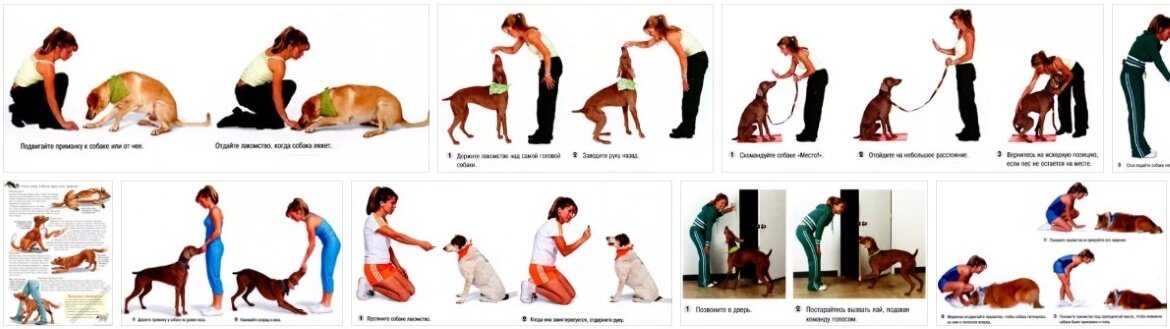 Трюковая дрессировка собак: что это такое, цель курса, что входит, что дает рессировка