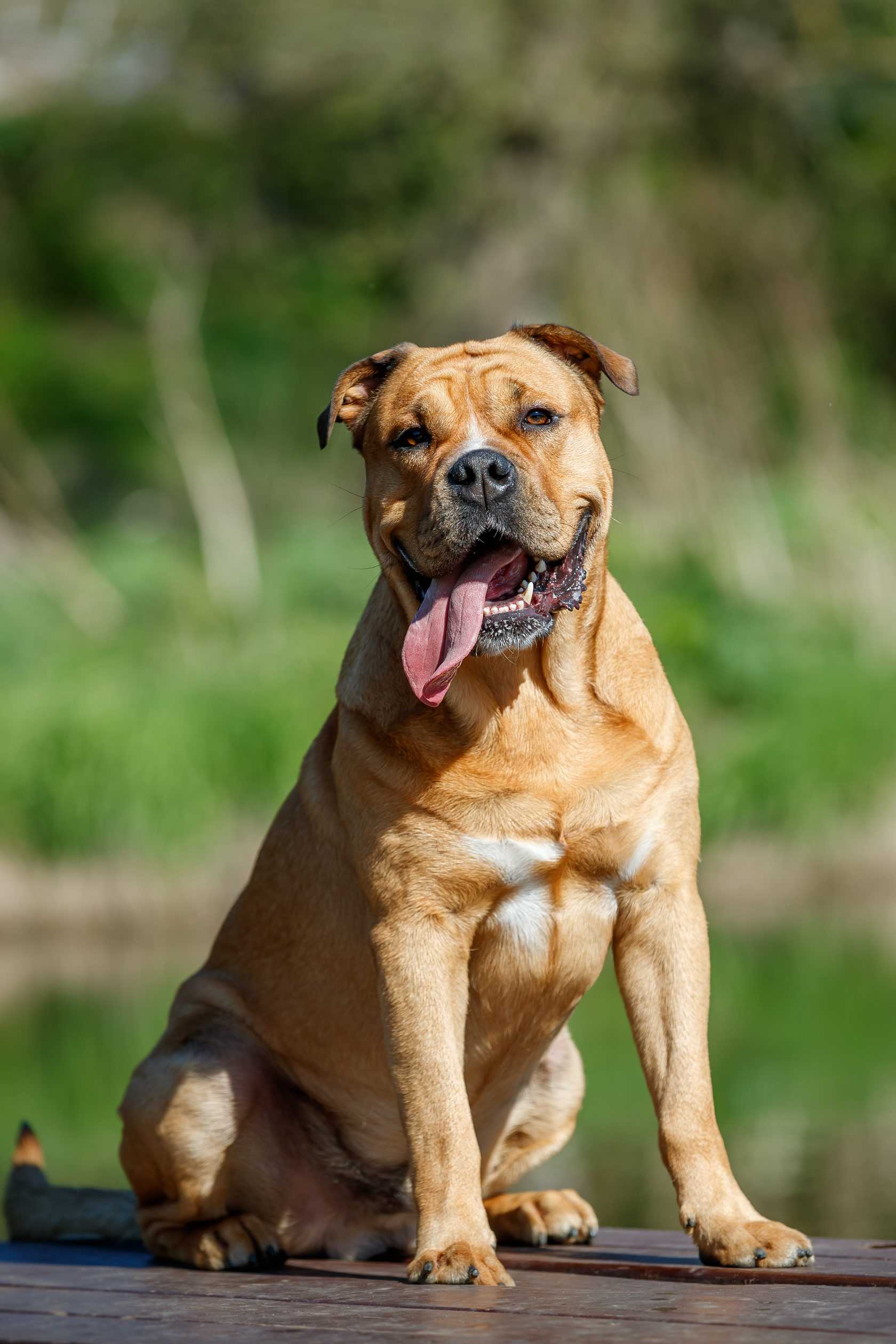Самые опасные собаки в мире ? топ 30 пород собак убийц с фото и описанием | petguru