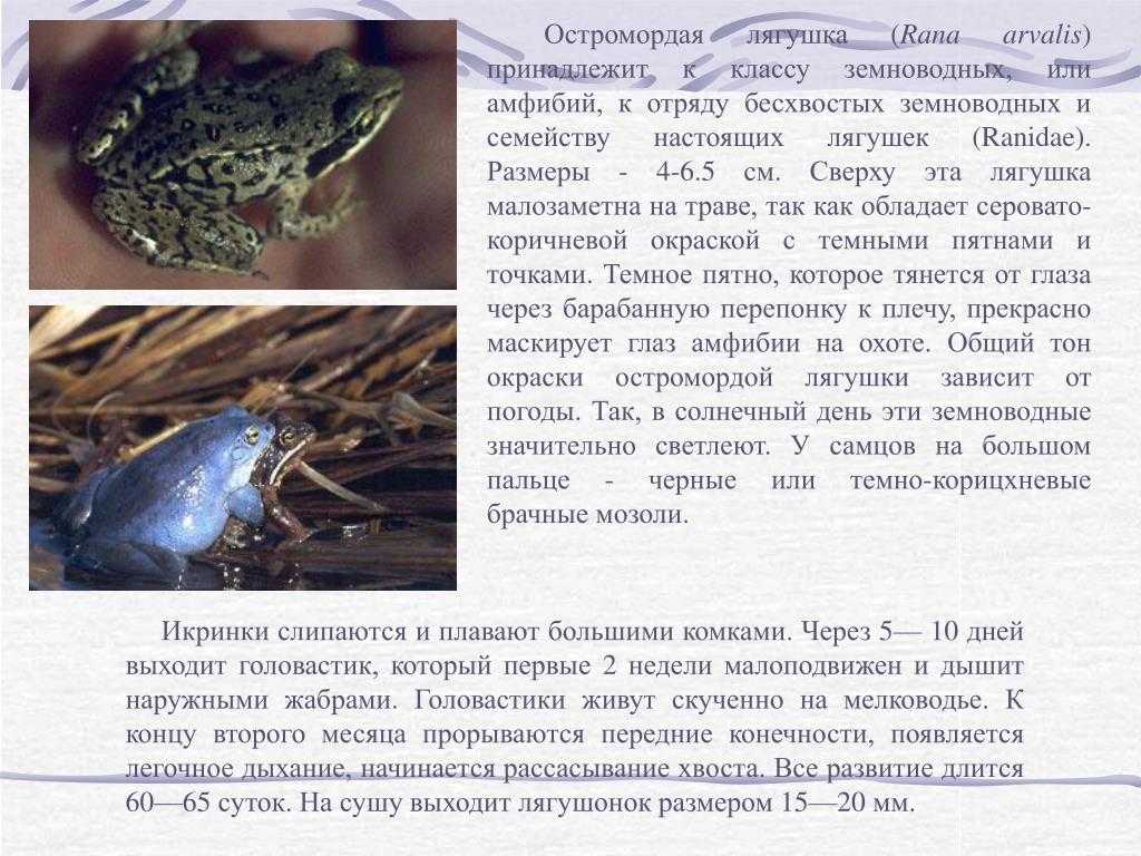 Описание травяной лягушки из красной книги