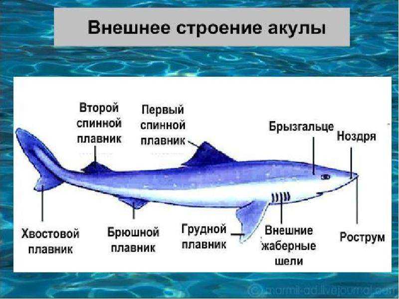 Схема строение акулы