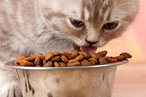 Причины, почему кошка много ест и не наедается